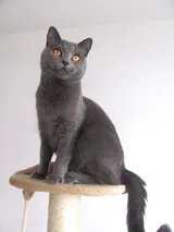 Chartreux