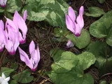 Cyclamen
