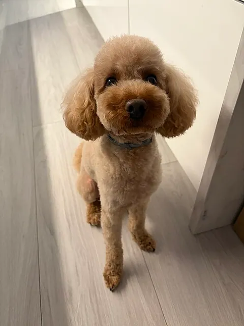 caniche