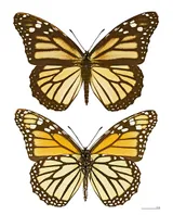 Monarque