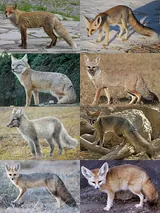 Renard
