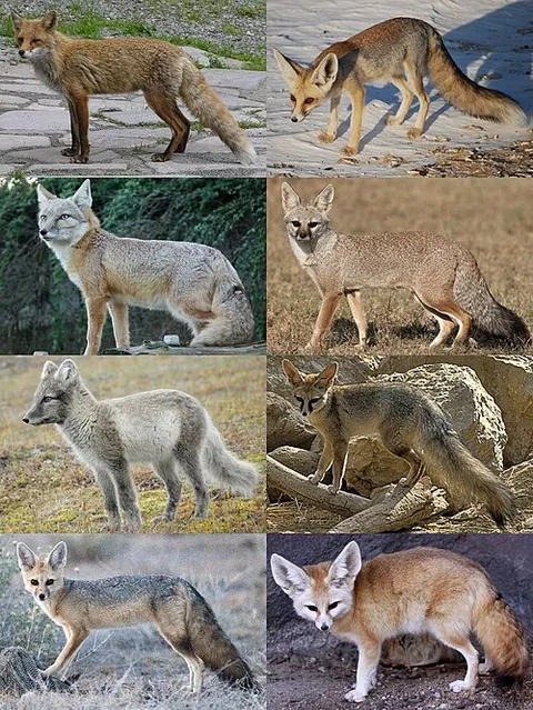 Renard
