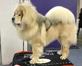 Dogue du Tibet