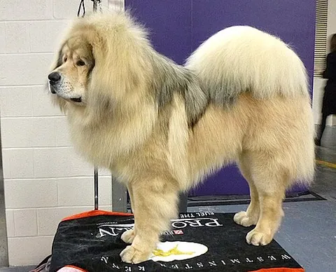 Dogue du Tibet