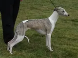 Lévrier whippet