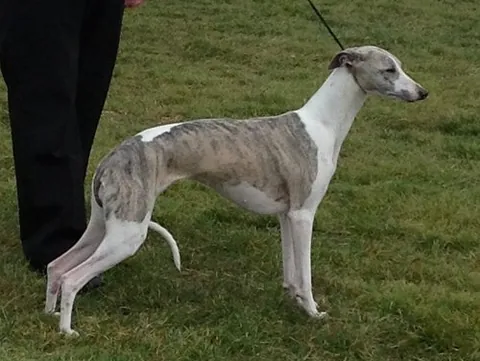 Lévrier whippet