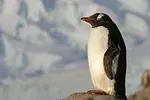 Pingouin