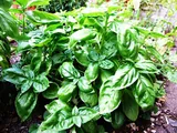 Basilic