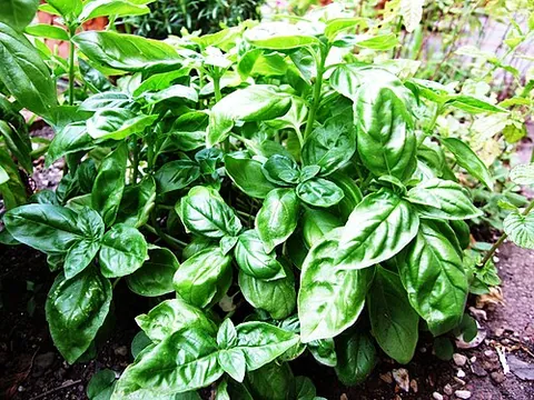 Basilic