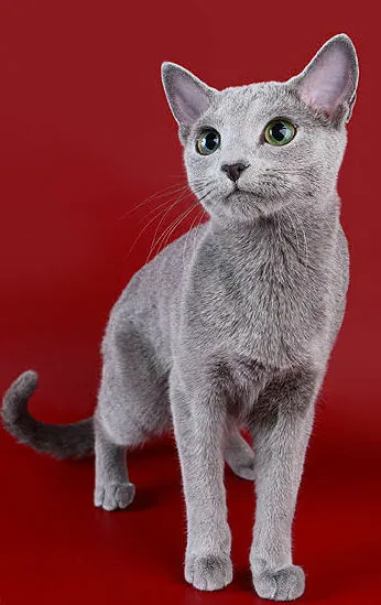 Bleu russe