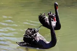 Cygne noir