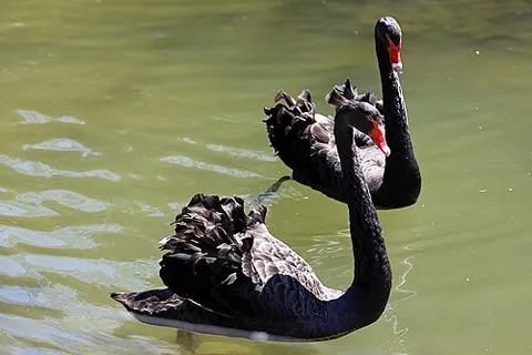 Cygne noir