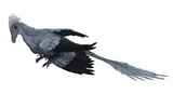 Microraptor