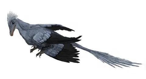 Microraptor