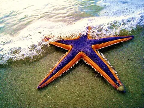 Étoile de mer