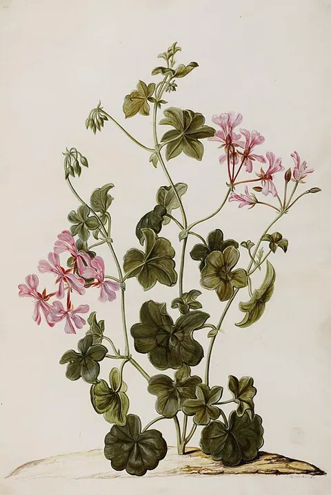 Pélargonium
