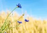 Bleuet
