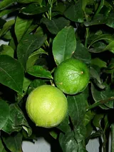 Bergamote