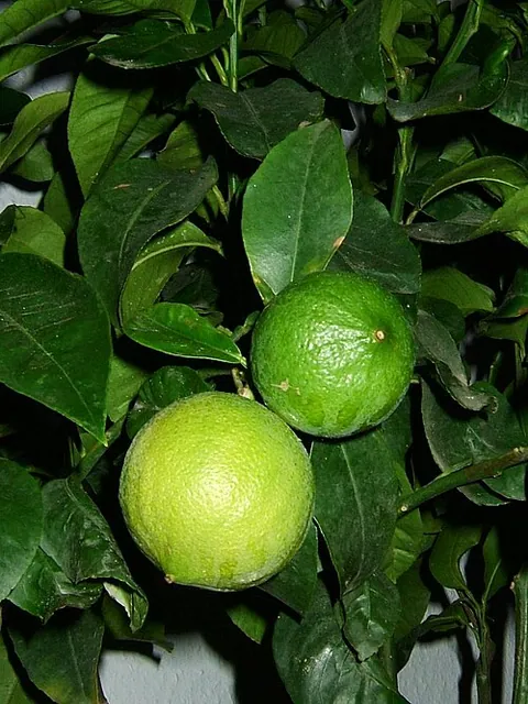 Bergamote