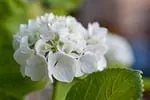 Hortensia