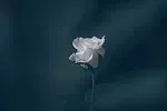 Rose poudré