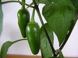 Piment jalapeño
