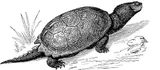 Tortue serpentine