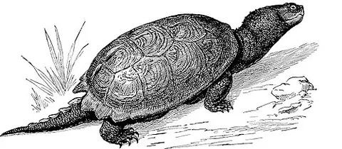Tortue serpentine