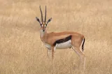 Gazelle
