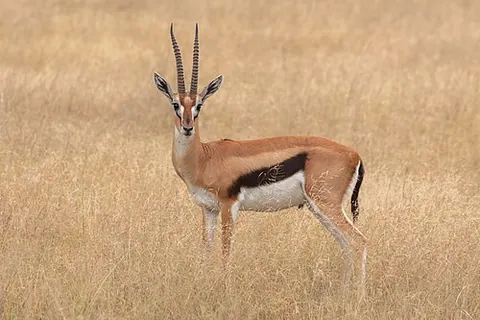 Gazelle