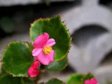 Bégonia