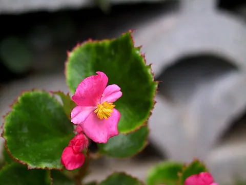Bégonia