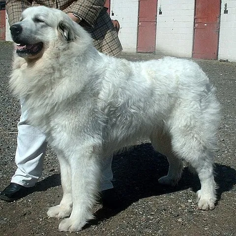 chien de montagne des Pyrénées