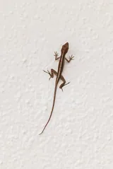 Lézard