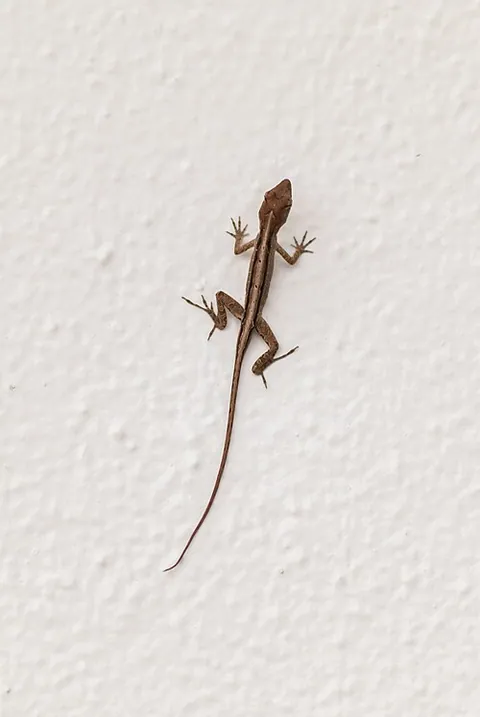 Lézard