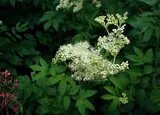 Filipendula