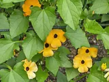 Thunbergia
