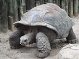 Tortue terrestre