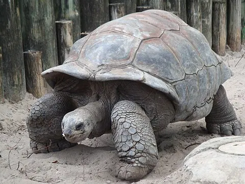 Tortue terrestre