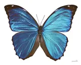 Morpho bleu