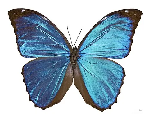 Morpho bleu