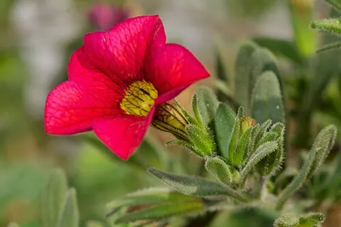 Calibrachoa