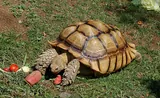 Tortue sillonnée