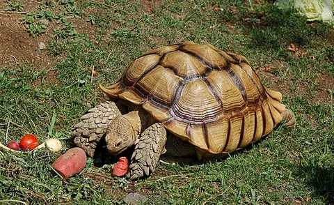 Tortue sillonnée