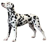 Dalmatien