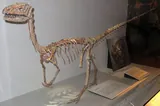 Coelophysis