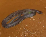 Serpent tigre