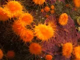Corail