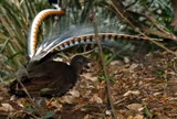 Oiseau lyre