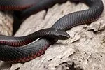 Serpent à ventre jaune